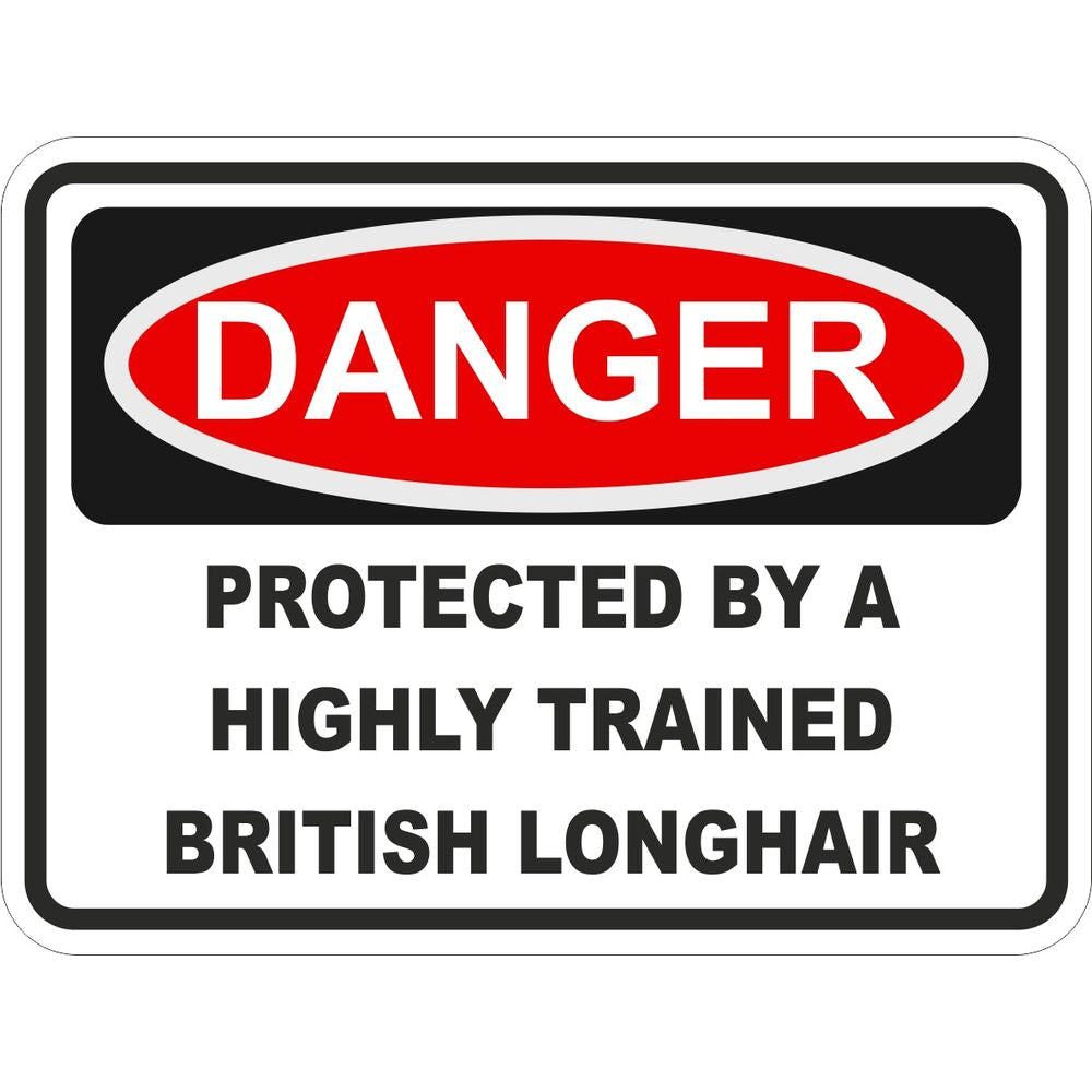 British Longhair