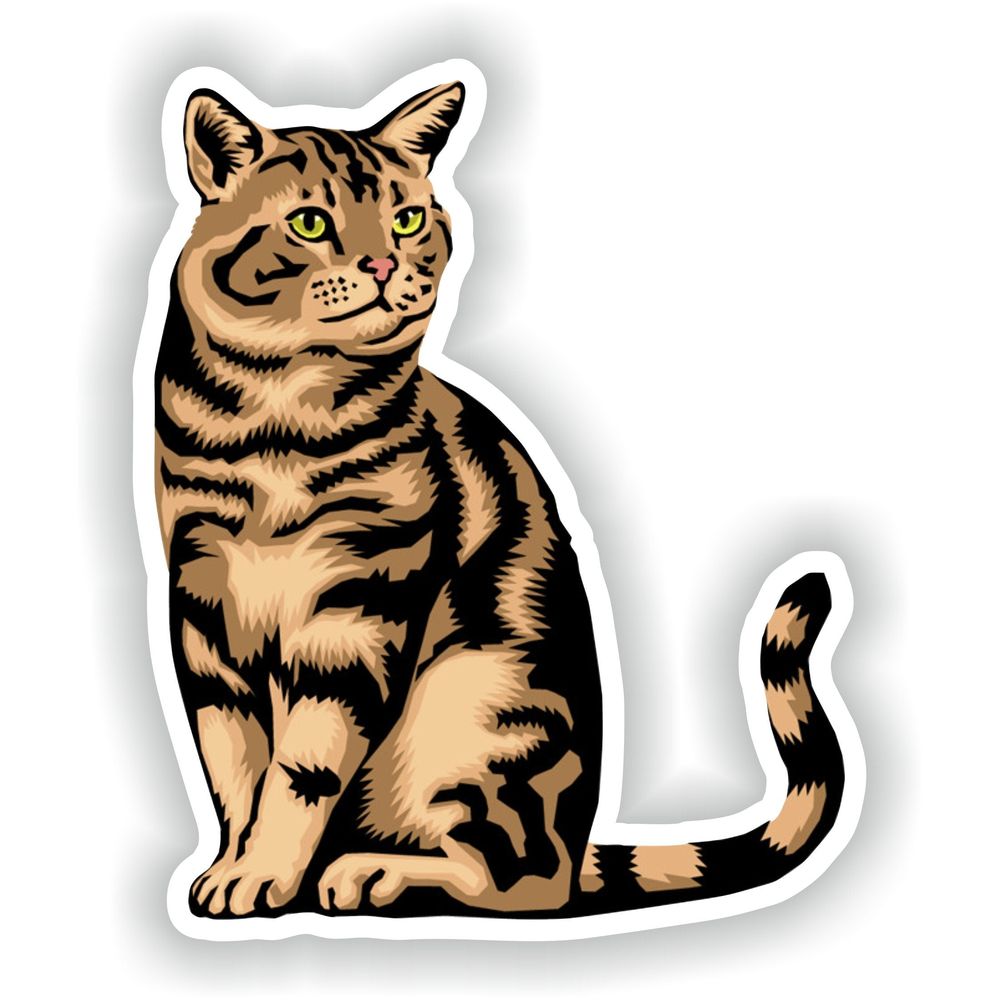 Tabby Cat