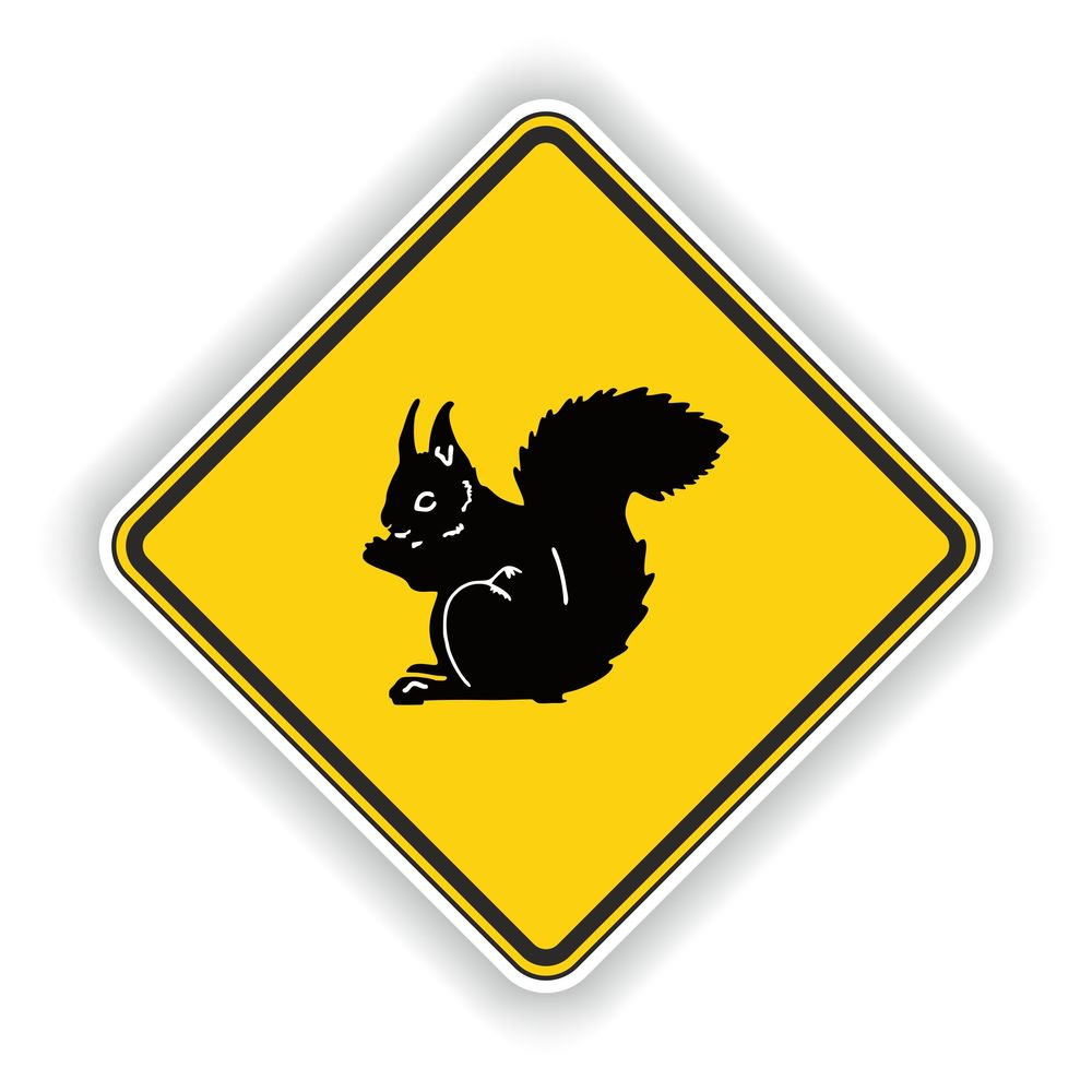 Squirrel Warning