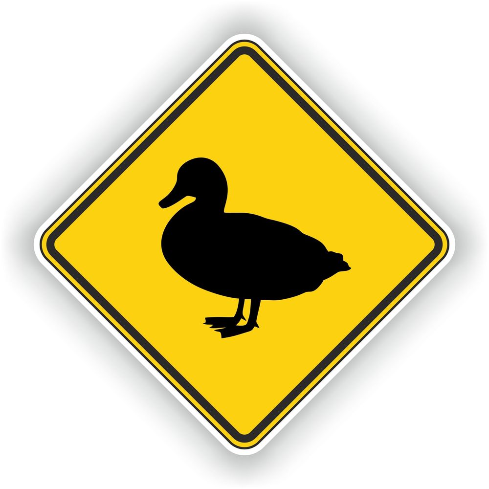 Duck