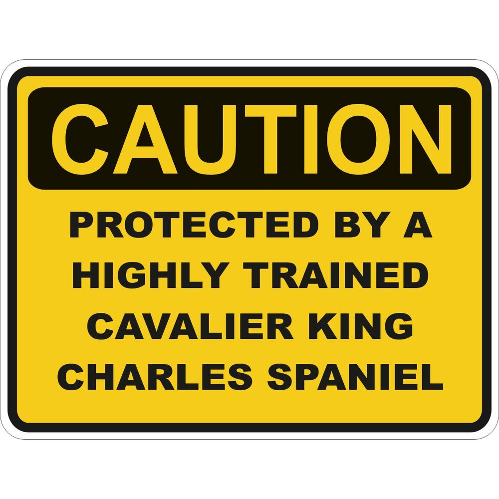 Caution Cavalier King Charles Spaniel