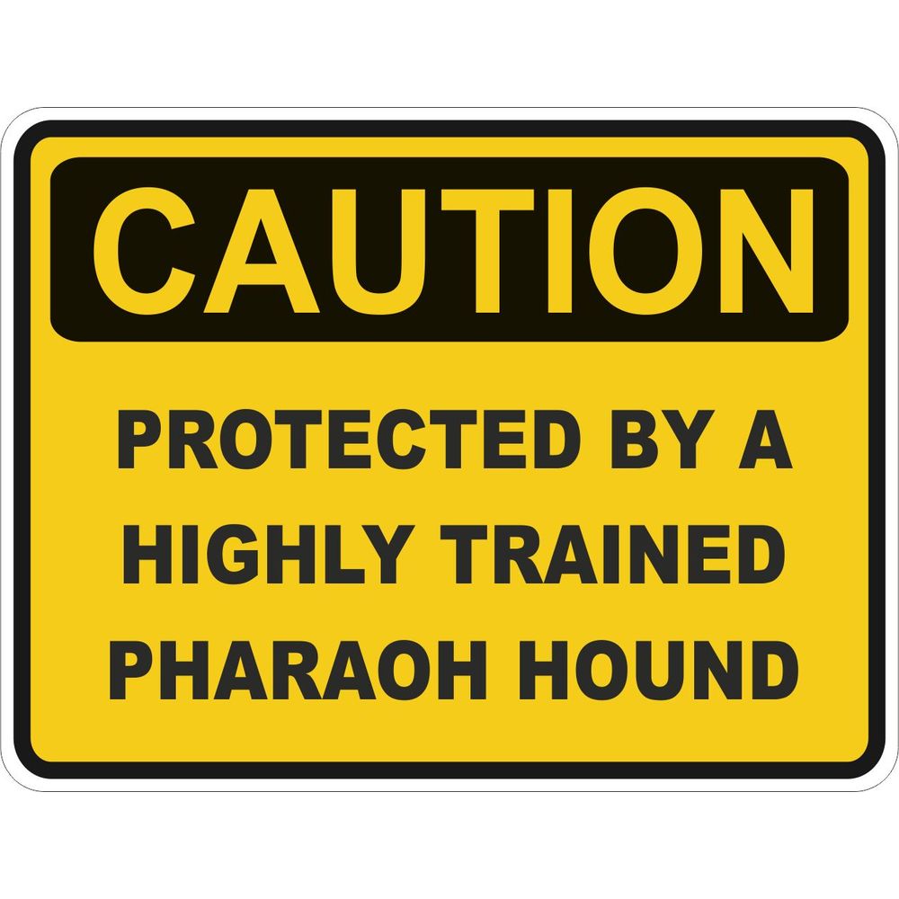 Caution Pharaoh Hound