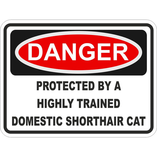 Domestic Shorthair Cat