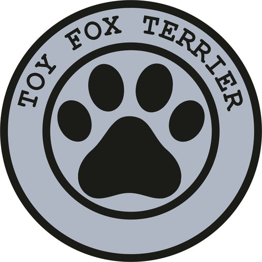 Toy Fox Terrier