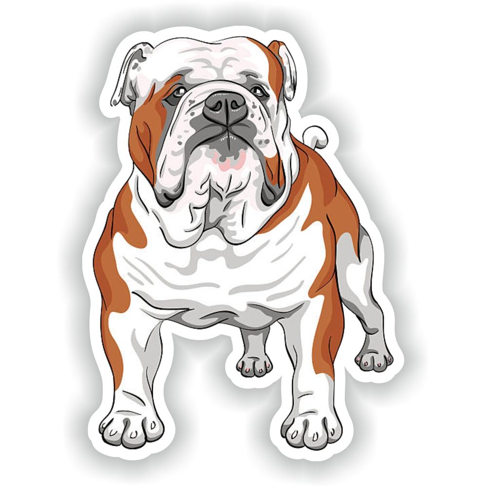 English Bulldog